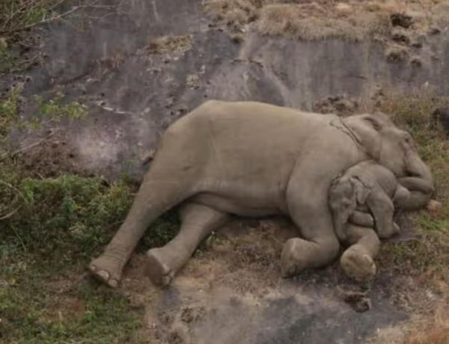 kayip bir yavru filin annesiyle kavusmasi gozyaslari sel oldu